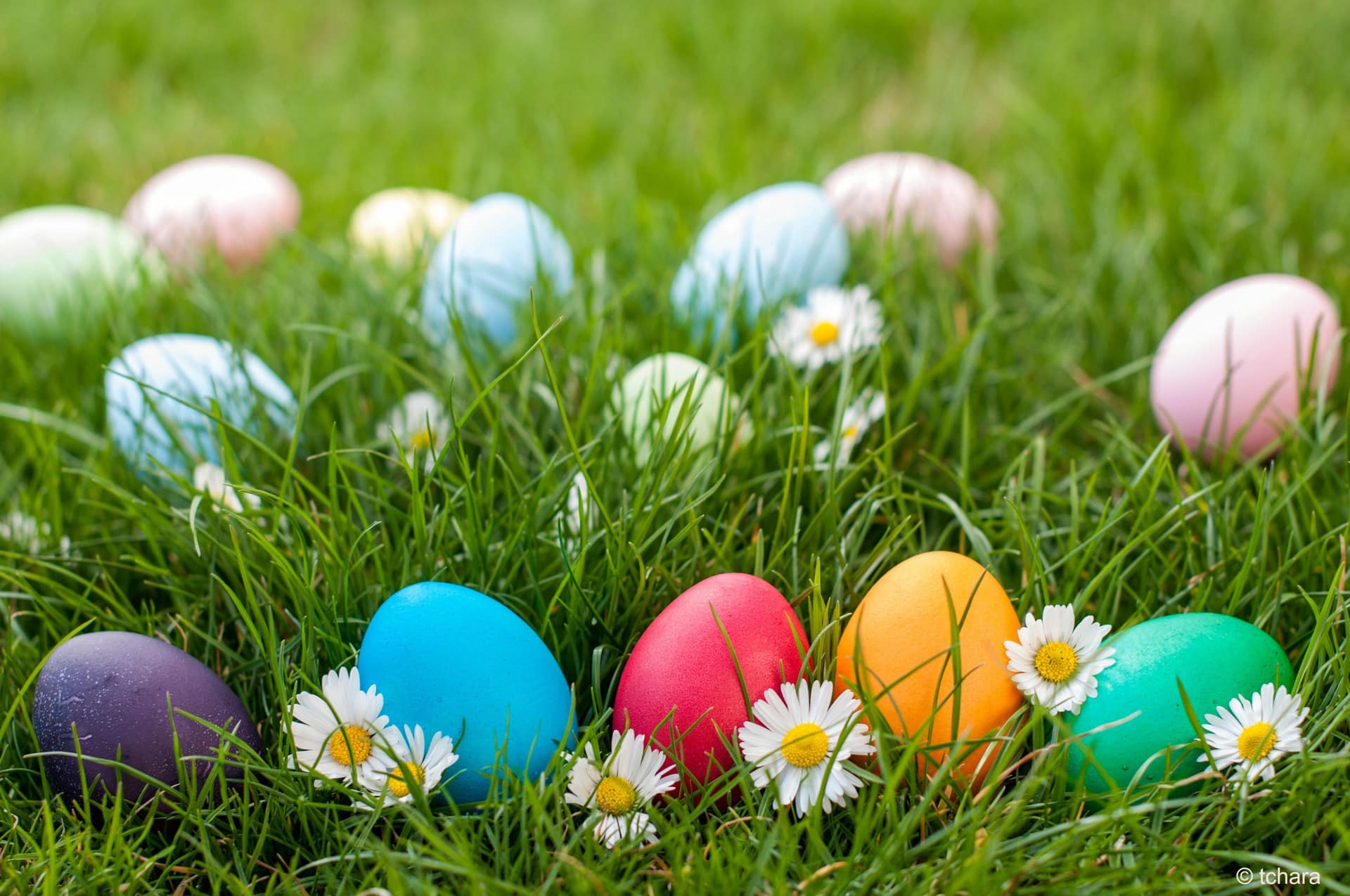 Where to go for easter egg shop hunt