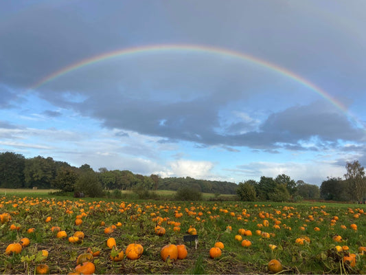 Pumpkin Picking