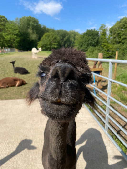 Alpaca Meet & Greet - Private Session