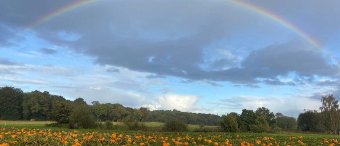 Pumpkin Patch