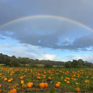 Pumpkin Patch