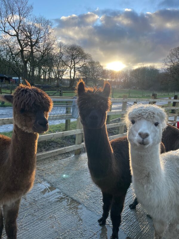 Alpaca Meet & Greet - Group Session