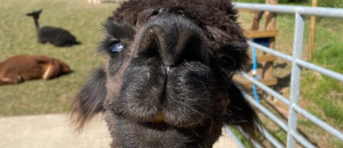 Alpaca Meet & Greet