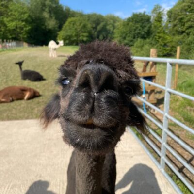 Alpaca Meet & Greet