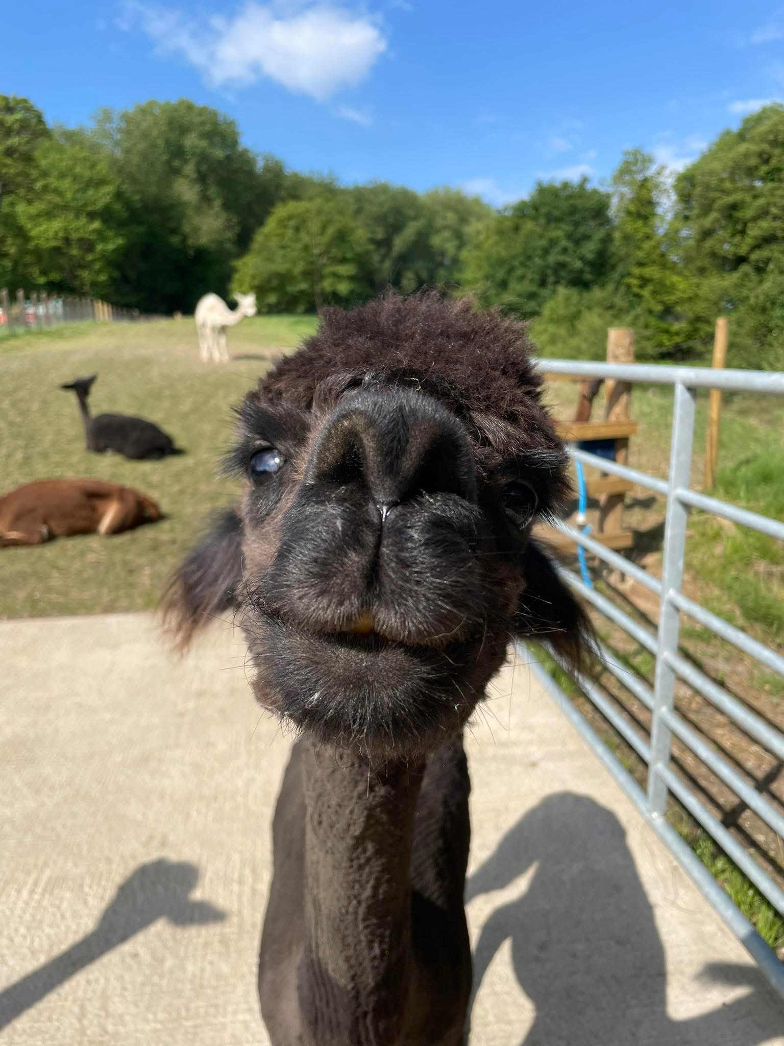Alpaca Meet & Greet