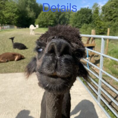 Alpaca Meet & Greet