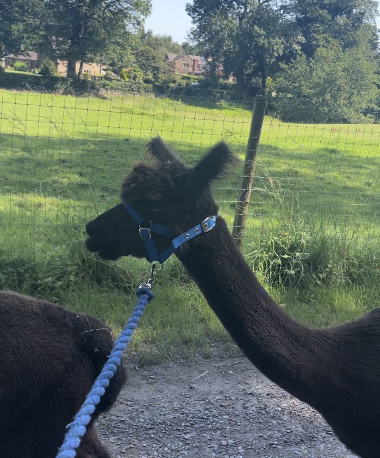 Alpaca Walking Experience