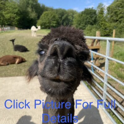 Alpaca Meet & Greet