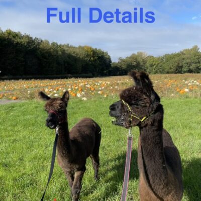 Alpaca Walking Adventure