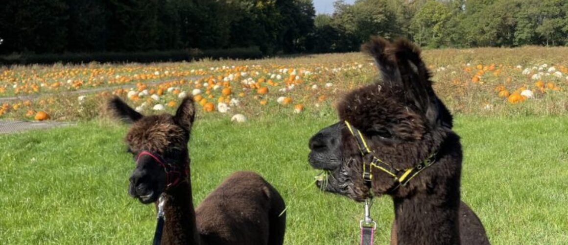 Alpaca Walking Adventure