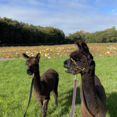 Alpaca Walking Adventure