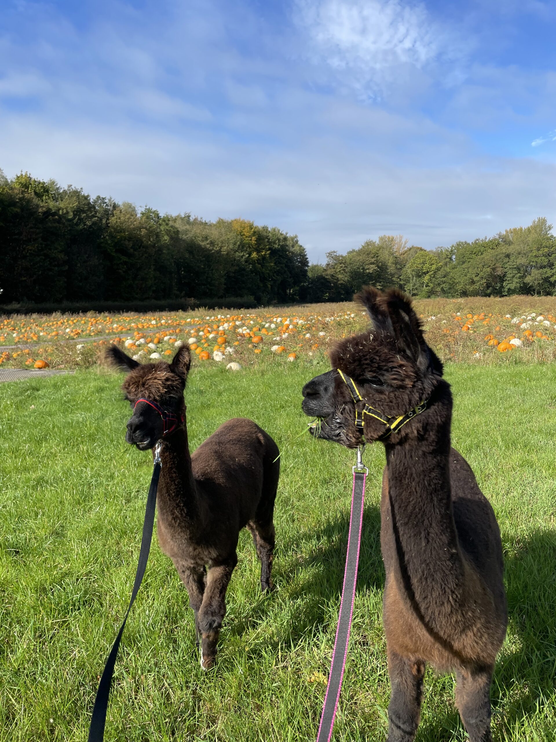 Alpaca Walking Adventure