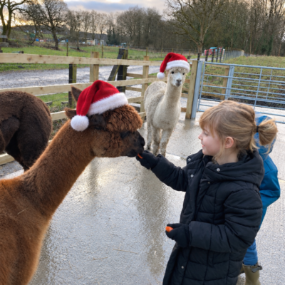Christmas with the Alpacas